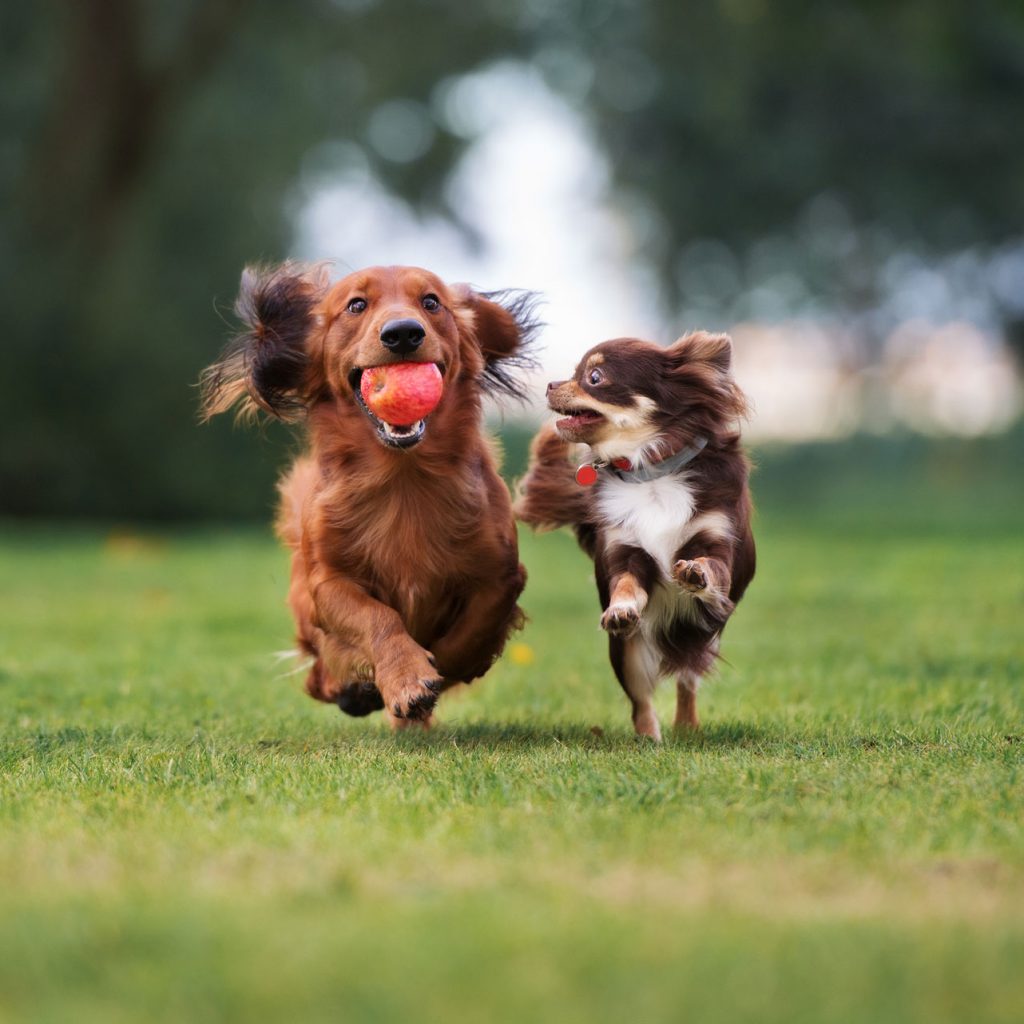 Dog Park